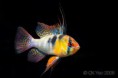 /album/peixes-ornamentais/mikrogeophagus-ramirezi-male2-1-jpg/
